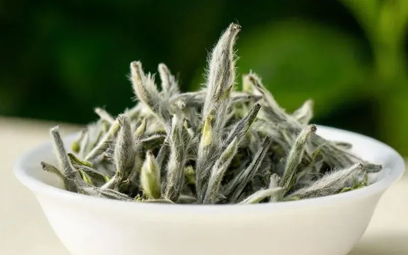 Cách pha chè Đinh ngon: nhiệt độ, liều lượng và 5 lưu ý quan trọng